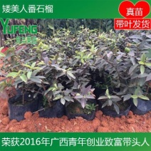 番石榴苗新品种矮美人