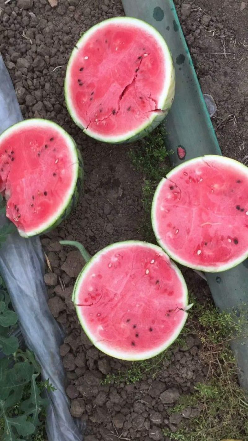 [美都西瓜批发]四川成都彭州市西瓜 1.20元/斤8424美都冰 _ 一亩田