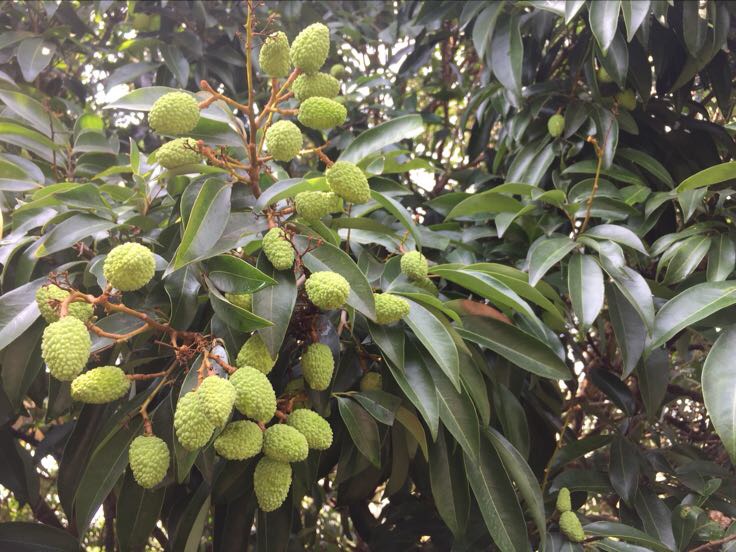 新鲜采摘的荔枝特写