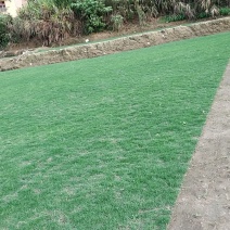 马尼拉草皮