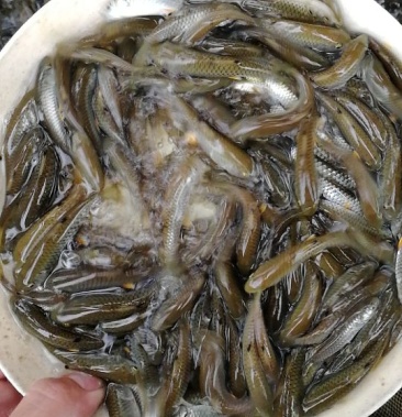 [军鱼苗批发]中华倒刺鲃价格1.50元/条 - 一亩田