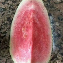 红宝石番石榴树苗