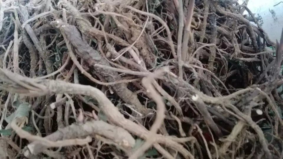 北柴胡植株特写