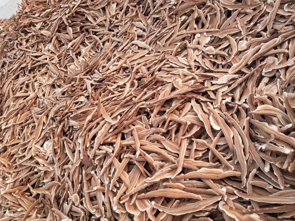 灵芝切片展示图