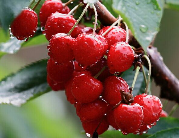 大樱桃先锋果实特写镜头