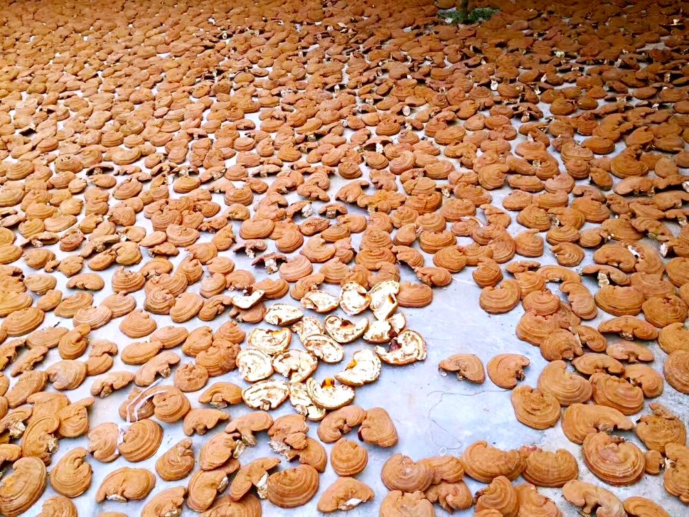 现代化灵芝切片生产线实景图