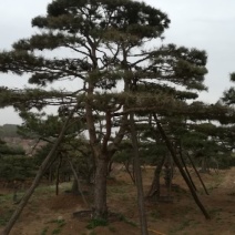 造型油松造型黑松造型松黑松油松松树