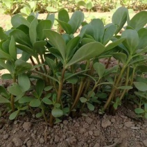 马齿苋种子包发芽支持货到付款野菜种子
