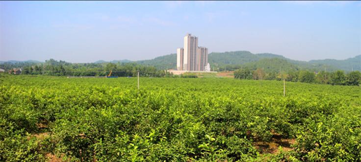 高楼柠檬基地航拍全景,展示连片种植园区与自然生态环境 高楼柠檬基地全景图