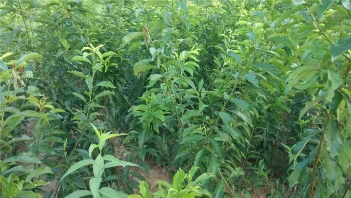 蜂糖李种植基地航拍图