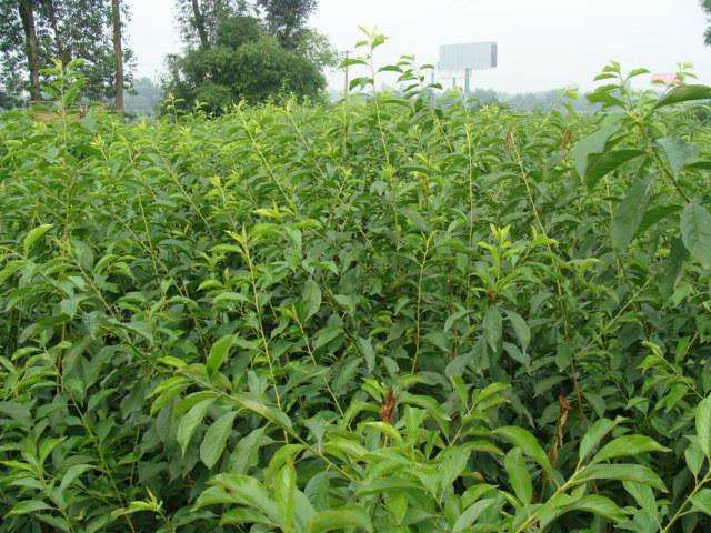 蜂糖李种植园,展示自然生长环境 蜂糖李果园实景图