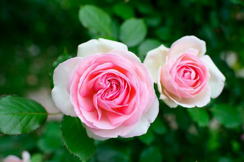 花园中并排种植的藤本月季与野生蔷薇植株对比