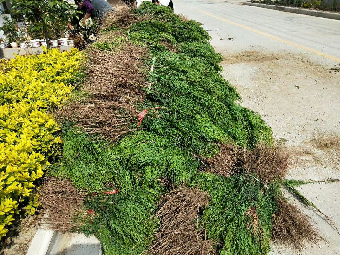 绿化小龙柏在电商平台上的销售页面,展示其作为盆栽绿植的受欢迎程度 绿化小龙柏在电商平台的销售展示