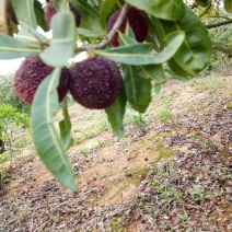 龙海杨梅2.5~3cm