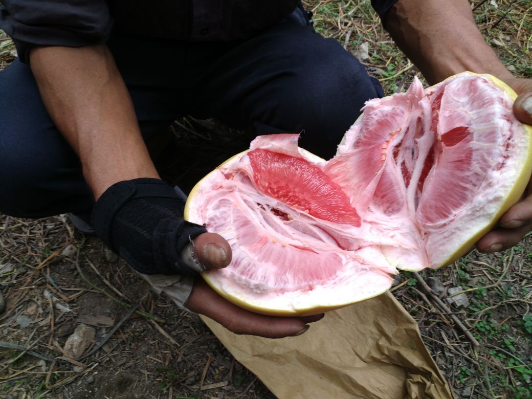 切开的琯溪蜜柚展示内部结构:果肉呈淡粉色至浅红色,囊瓣整齐饱满,汁水丰富,无干瘪或褐变现象,背景虚化突出主体,强调新鲜度与品质 琯溪蜜柚切开剖面特写