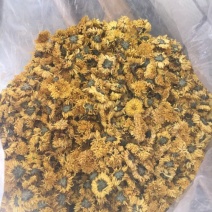 干菊花