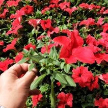 牵牛花