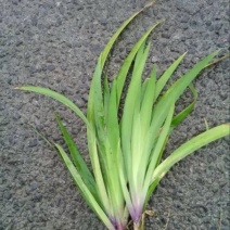 蓝花鸢尾不含盆