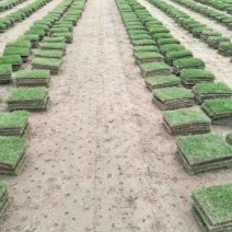 草皮