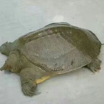 薪芯生态甲鱼