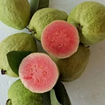 红心番石榴苗