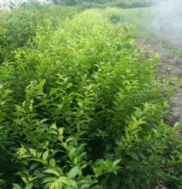 [三华李树苗批发]三华李苗 正品嫁接苗 杯苗地苗价格3.