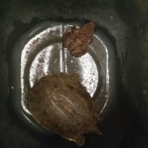 野生甲鱼从小到大都有