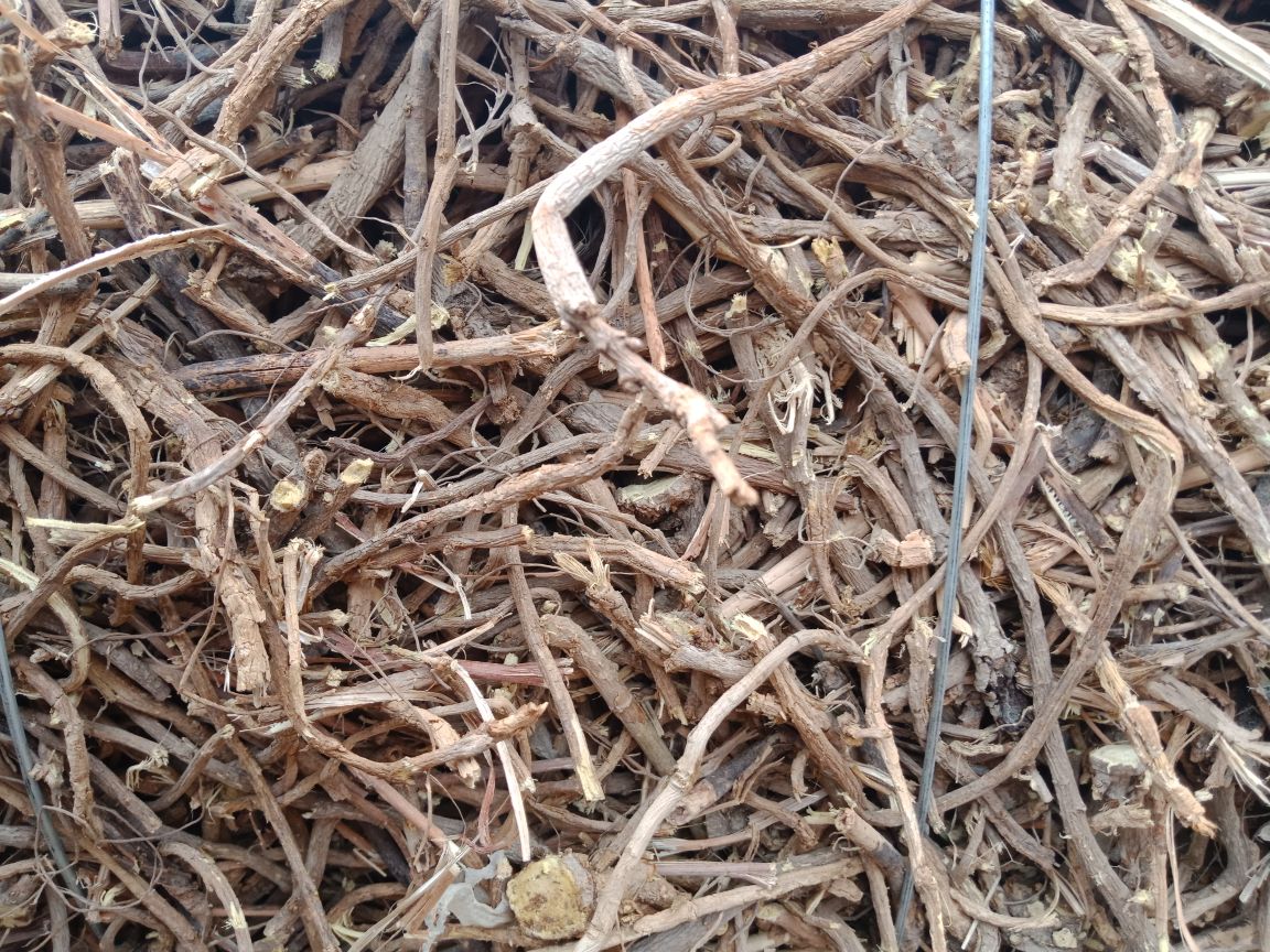 折耳根与茅草根对比图