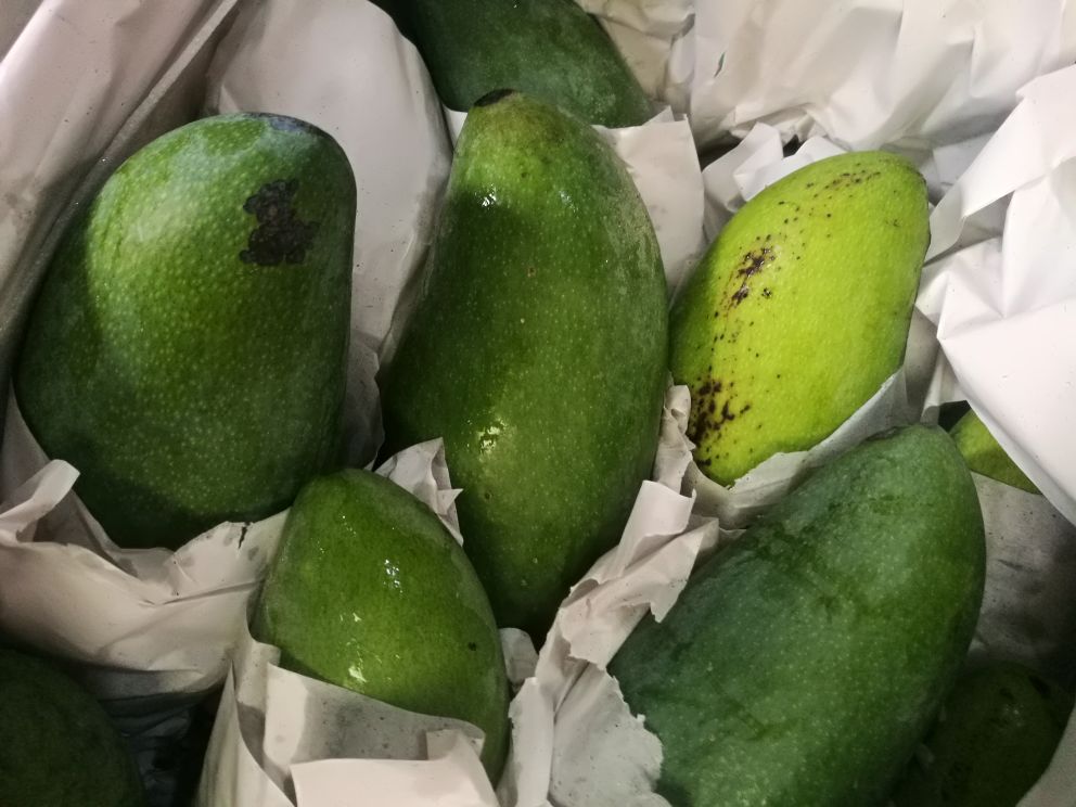 外观正常但内部腐烂的大青芒切面对比图