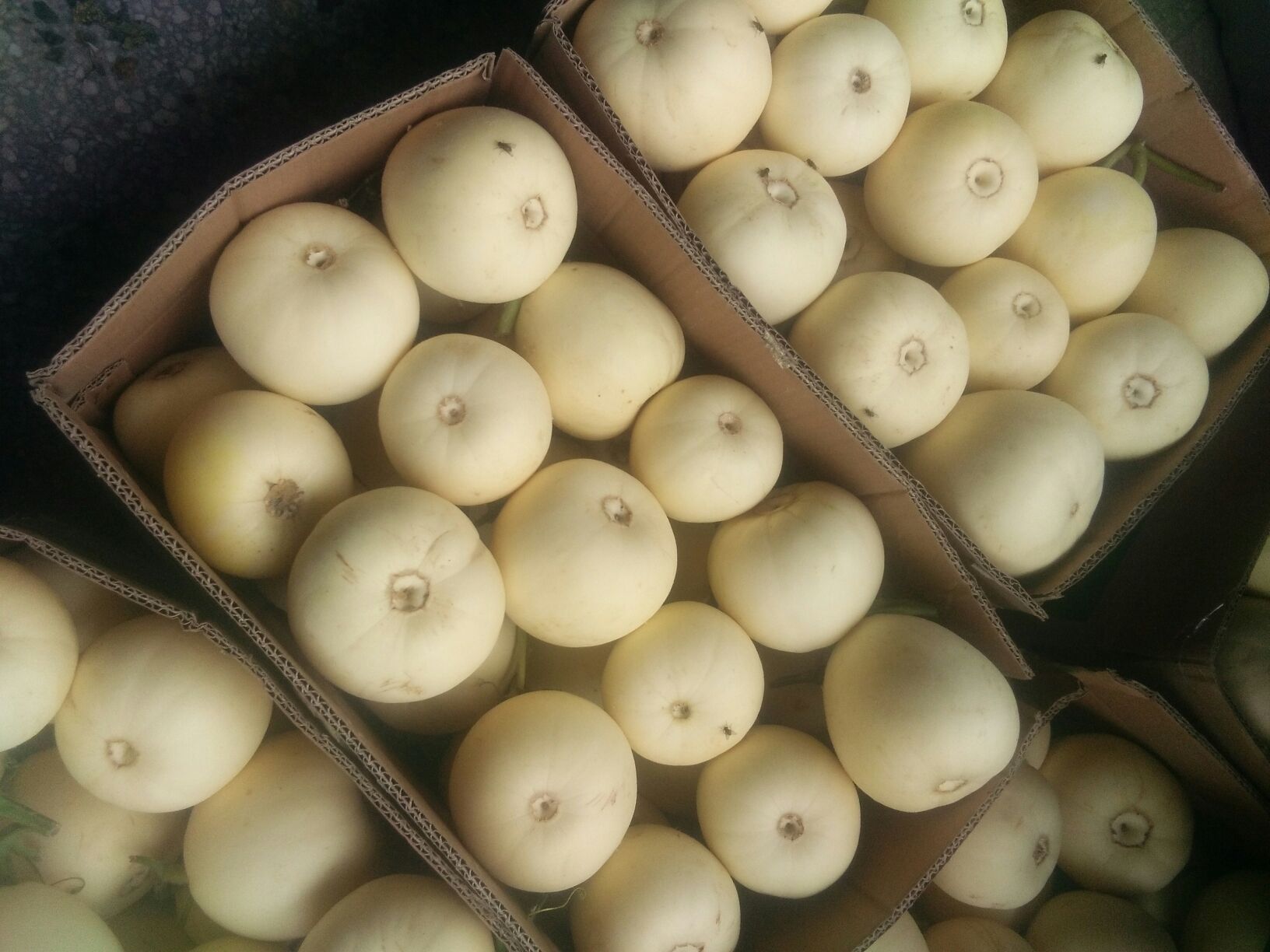 伊丽莎白甜瓜在超市货架上的展示