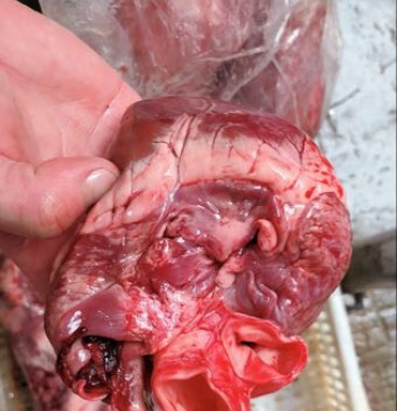 猪心小个的猪心5两一个大个的猪心9两一个