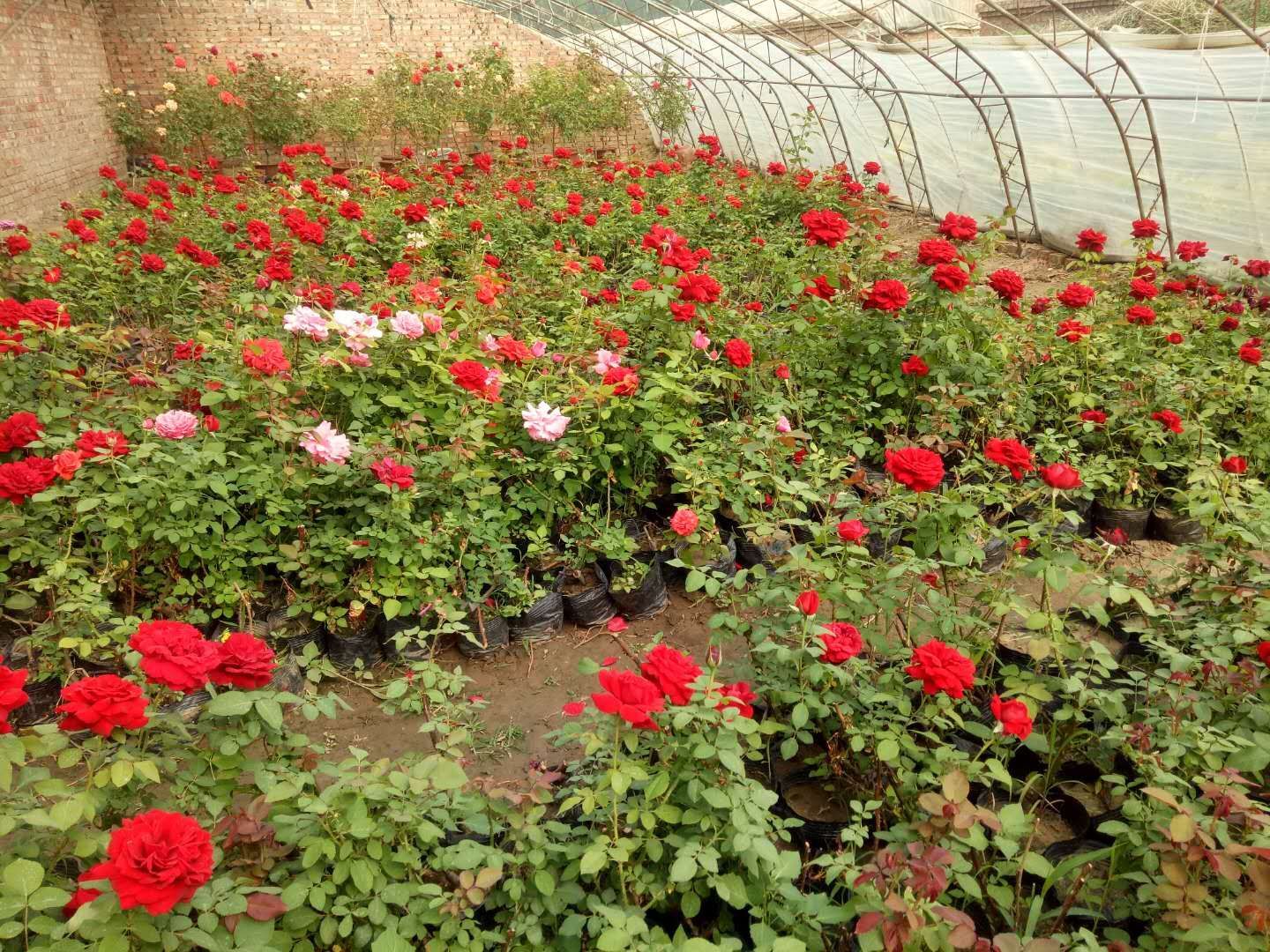 月季育种实验基地中的新品种展示