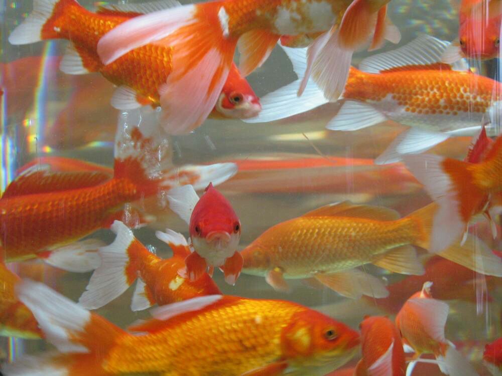 长丝鳍观赏鱼在水族箱中游动