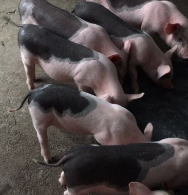 母猪 种猪花斑小母猪,长白母猪,土炮母猪