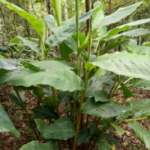 草果苗