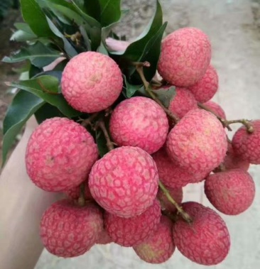 [荔枝批发]白糖罂《中华红》价格138.00元/件 - 一亩田