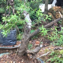 映山红树桩25~30cm