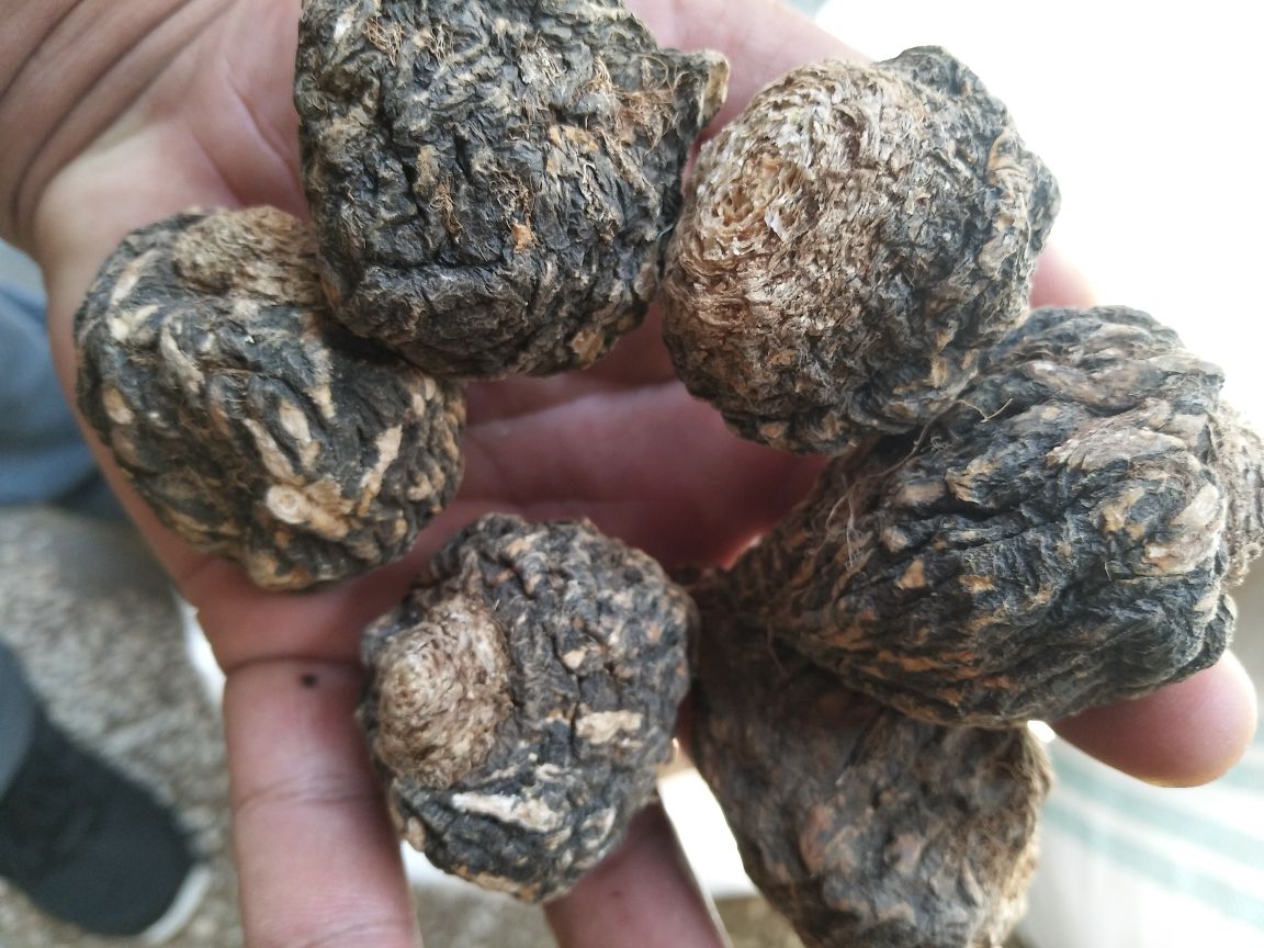 黑玛卡新鲜根茎与干燥切片对比图