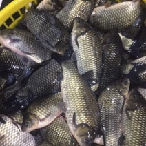 方正银鲫