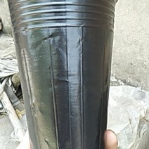 营养杯营养钵育苗盆，树苗杯
