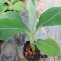 香蕉苗1～2年苗，一级好苗