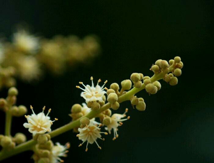 龙眼花序特写