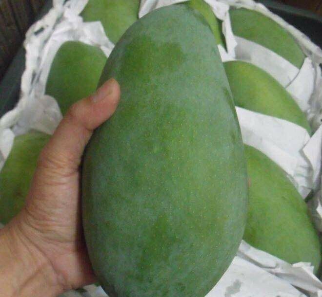 芒果储藏方法示意图