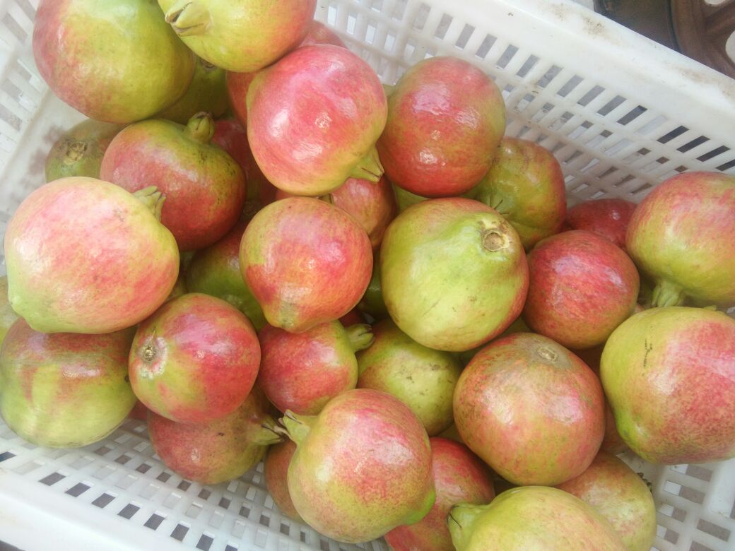 现代化石榴分拣包装车间实景