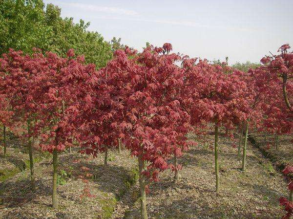 一片由红枫苗长成的成熟红枫林,秋季叶片通红,阳光透过树叶形成斑驳光影,林间小径蜿蜒穿过,游客漫步其中,展现红枫苗在景观绿化中的实际应用效果 红枫苗景观应用