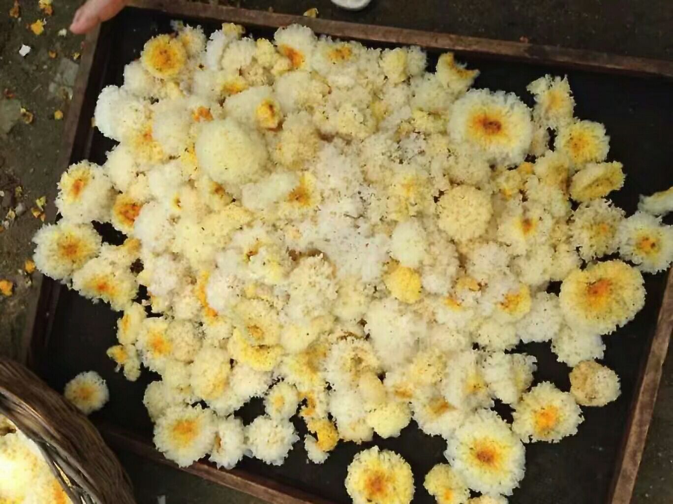 展示完整的特级椴木银耳,色泽洁白,质地饱满,背景为木质托盘或山林环境 特级椴木银耳实物展示