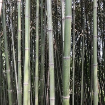 绿竹4~5m