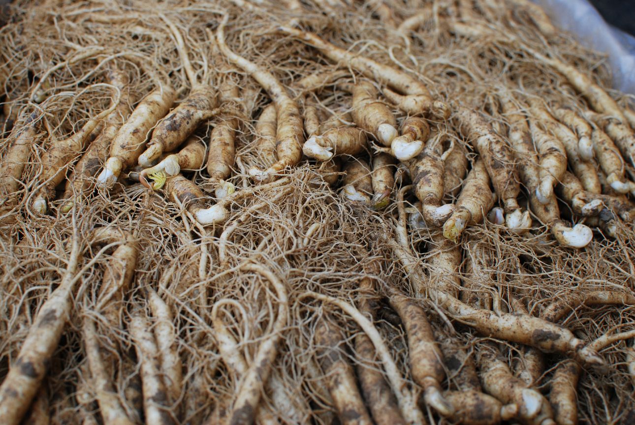 鲜人参切开后流出的粘液特写