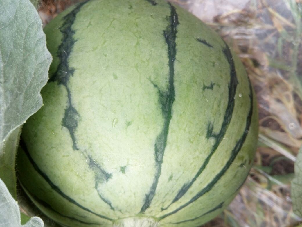 一个成熟的西瓜红西瓜放置在绿色草地上,阳光照射下表皮呈现深绿条纹光泽;旁边摆放着横向切开的西瓜,露出鲜红沙瓤和黑色籽粒,果肉纹理清晰可见,汁水欲滴,背景为农田环境 西瓜红整果与切面特写