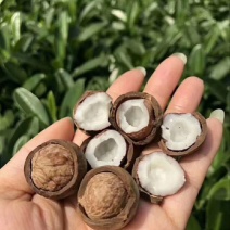 椰皇海椰皇。煲汤首选